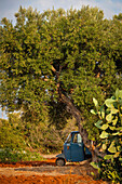 Delivery Tricycle In An Olive Orchard, Castrignano Del Capo, Puglia, Italy