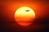 Plane flying infront of the sunset