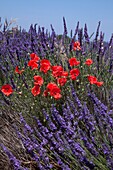 France, Flowers Poppy (Papaver rhoeas), surrounded by lavender