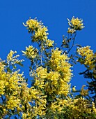 France, Var (83), Mimosa (Acacia dealbata) in flower details flowering branches, blue sky