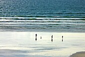 France, Finistère (29), beach, against the light, with 3 characters and a dog