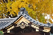 Japan,Kyoto,Nishi-Honganji Temple,Detail of Roof and Autumn Leaves