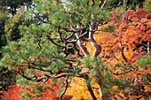 Japan,Kyoto,Arashiyama,Nison-in Temple,Autumn Leaves