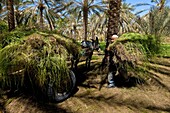 North Africa, Tunisia, Kebili province, Douz, Douz oasis, Ali Ben Hamed carry grass on his cart