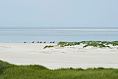 Bareback riders on the beach, sandbank, Amrum, North Frisian Islands, Schleswig-Holstein, Germany