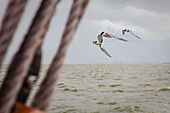 Terns flying above Lake IJssel, Holland, Netherlands, Europe