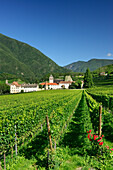 Weinstöcke mit Kloster Neustift im Hintergrund, Kloster Neustift, Brixen, Südtirol, Italien