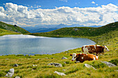 Cows in front of a mountain lake and Dolomites, Putzenhoehe, valley of Pustertal, South Tyrol, Italy