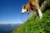 Kuh steht auf Bergwiese, Oberbayerisches Fleckvieh, Rotwand, Spitzinggebiet, Bayerische Alpen, Oberbayern, Bayern, Deutschland