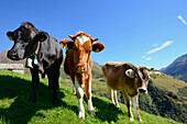 Kühe am Oberalppass bei Andermatt, Andermatt, Uri, Schweiz