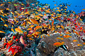 Lyretail Anthias in Coral Reef, Pseudanthias squamipinnis, Felidhu Atoll, Maldives