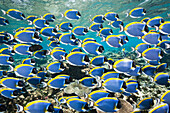 Schwarm Weisskehl-Doktorfische, Acanthurus leucosternon, Thaa Atoll, Malediven