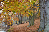 Beech trees in autumn on the banks of lake Schmaler Luzin, Feldberg Lake District Nature Park, Mecklenburg Western Pomerania, Germany, Europe