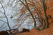 Herbstliche Bäume am Ufer des Schmalen Luzin, Naturpark Feldberger Seenlandschaft, Mecklenburg Vorpommern, Deutschland, Europa