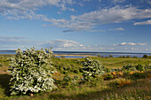 Blühender Weißdorn auf dem Dornbusch, Insel Hiddensee, Ostseeküste, Mecklenburg Vorpommern, Deutschland, Europa
