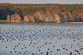 Tausende Enten auf dem Warnker See, Müritz Nationalpark, Mecklenburg Vorpommern, Deutschland, Europa