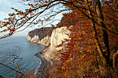 Chalk cliffs in autumn, Schnaks shore, Jasmund National Park, Baltic coast, Ruegen island, Mecklenburg Western Pomerania, Germany, Europe