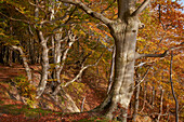 Buchen im Herbst im Nationalpark Jasmund, Unesco Weltnaturerbe, Insel Rügen, Ostseeküste, Mecklenburg Vorpommern, Deutschland, Europa