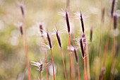 Moorland grasses, El Chalten, Patagonia, Argentina
