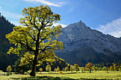 Sycamore maple in autumn colors with Spritzkarspitze, Grosser Ahornboden, Eng, Karwendel range, Tyrol, Austria