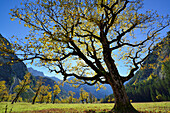 Sycamore maple in autumn colors with Karwendel range, Grosser Ahornboden, Eng, Karwendel range, Tyrol, Austria