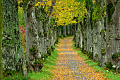 Parkway of lime trees, Starnberg, Upper Bavaria, Bavaria, Germany