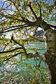 Beech tree at lake Walchensee, lake Walchensee, Bavarian foothills, Upper Bavaria, Bavaria, Germany