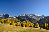 Sella range above larch trees in autumn colors, Val Gardena, Dolomites, UNESCO World Heritage Site Dolomites, South Tyrol, Italy