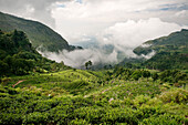 Wolken ziehen über Teefelder im Hochland, Haputale, Badulla Distrikt, Sri Lanka