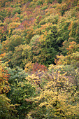Indian Summer am Bad Uracher Wasserfall, Herbst, Bäume, Bad Urach, Schwäbische Alb, Baden-Württemberg, Deutschland
