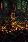 Abendliches Sonnenlicht im Wald leuchtet Äste aus, Aalen, Ostalbkreis, Schwäbische Alb, Baden-Württemberg, Deutschland