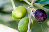 Olivenbäume und Olivenfrüchte, Gardasee, Provinz Verona, Norditalien, Italien