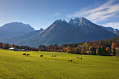 Cattle out at feed near Ramsau, Berchtesgaden region, Berchtesgaden National Park, Upper Bavaria, Germany, Europe