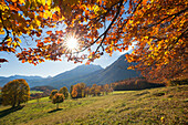 Herbstlandschaft bei Ramsau, Blick zum Watzmann, Berchtesgadener Land, Nationalpark Berchtesgaden, Oberbayern, Bayern, Deutschland, Europa