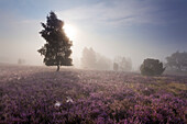 Birch and blooming heather in the morning mist, Totengrund, Lueneburg Heath, Lower Saxony, Germany, Europe