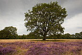 Oak and blooming heather, Wilseder Berg, Lueneburg Heath, Lower Saxony, Germany, Europe