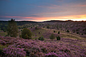 Juniper and blooming heather in the evening, Totengrund, Lueneburg Heath, Lower Saxony, Germany, Europe