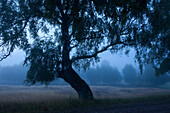 Birch in the morning mist, Lueneburg Heath, Lower Saxony, Germany, Europe