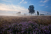 Birke und blühendes Heidekraut im Morgennebel, Lüneburger Heide, Niedersachsen, Deutschland, Europa