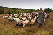 Shepherd with flock of sheep at Lueneburg Heath, Lower Saxony, Germany, Europe