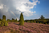 Regenbogen über der Heide, Lüneburger Heide, Niedersachsen, Deutschland, Europa