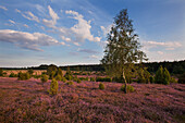 Birch and blooming heather, Lueneburg Heath, Lower Saxony, Germany, Europe