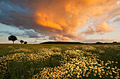 Gewitterwolken über einem Getreidefeld, Eggegebirge, Nordrhein-Westfalen, Deutschland