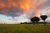 Gewitterwolken über einem Getreidefeld, Eggegebirge, Nordrhein-Westfalen, Deutschland