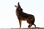 United States, Utah, near Moab, Coyote  Canis latrans 