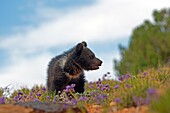 United Sates , Utah , Grizzly bear  Ursus arctos horribilis  , baby , young