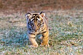 South Africa ,Bloemfontein , Cheetah Experience center , Baby Asian  Bengal  Tiger Panthera tigris tigris , captiv