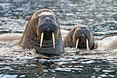 Norway, Svalbard , Walrus Odobenus rosmarus , in the water