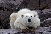 Norway , Spitzbergern , Svalbard , Polar Bear  Ursus maritimus  on the ground