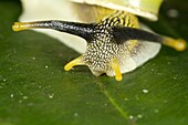 Garden snail in close-up